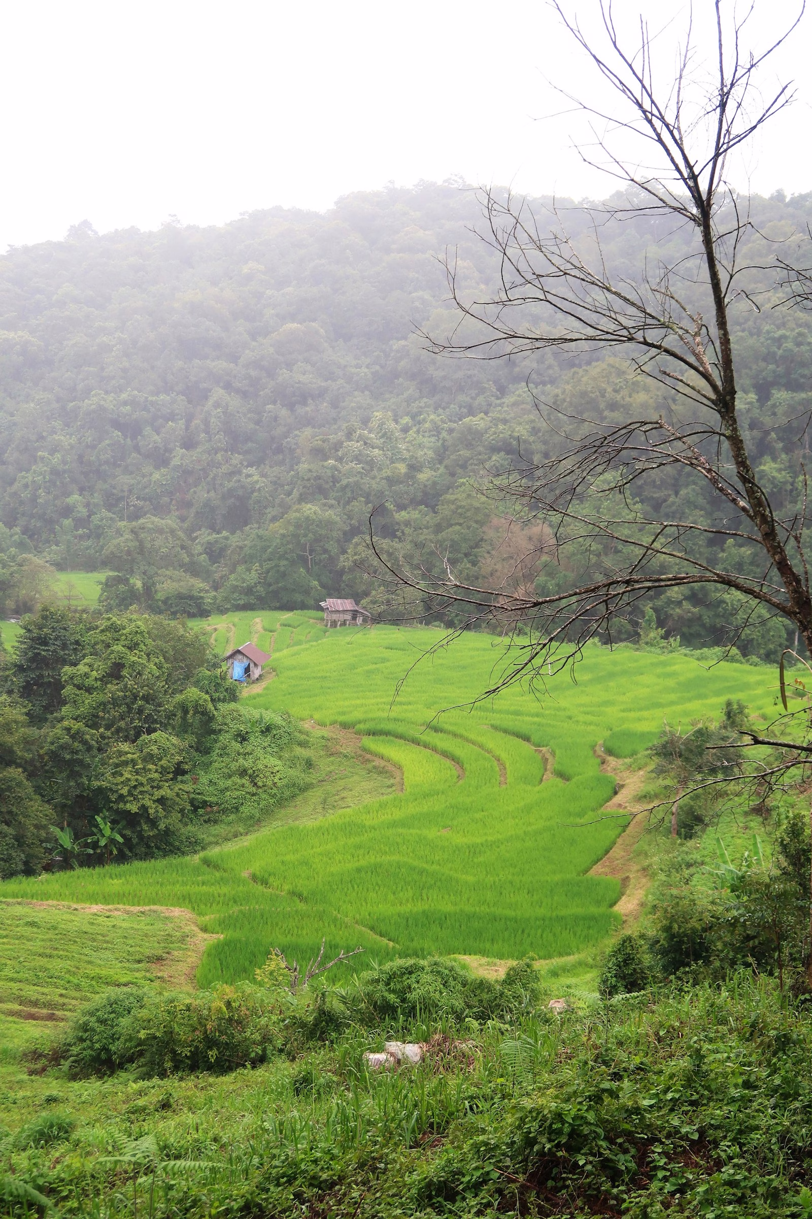 Green rice fields in the hills of Doi Inthanon National Park