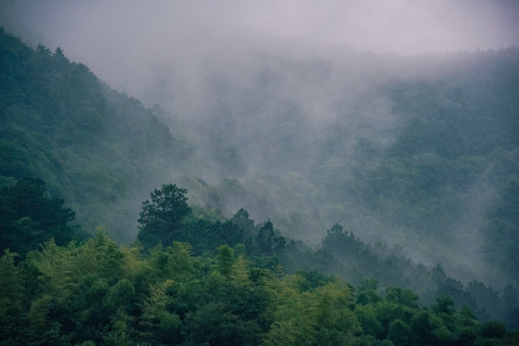 Misty green mountain forest, Mae Kampong, Chiang Mai