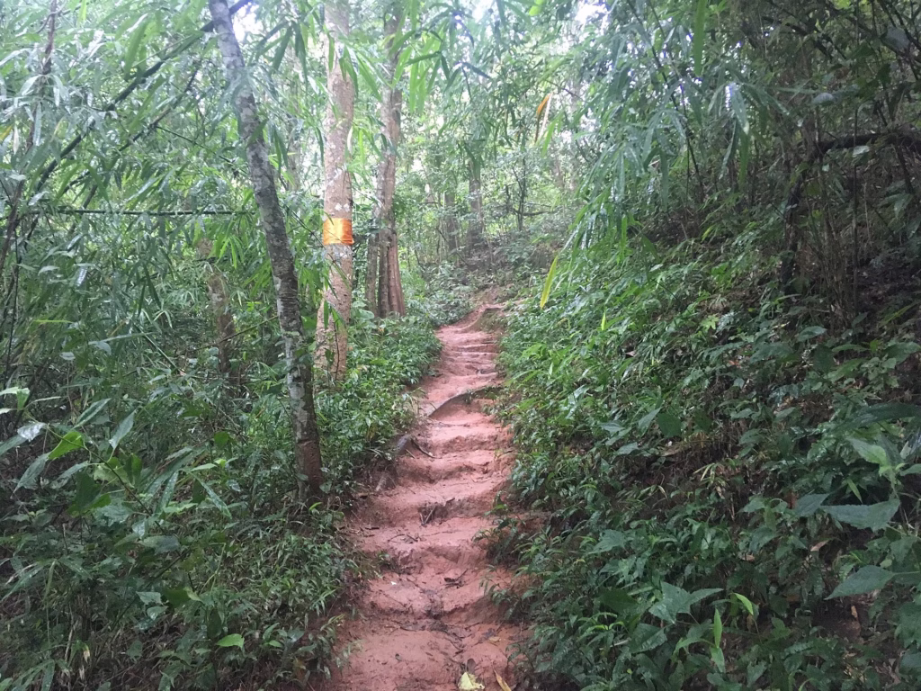 Forest path on the Monk's Trail to Wat Pha Lat, Chiang Mai